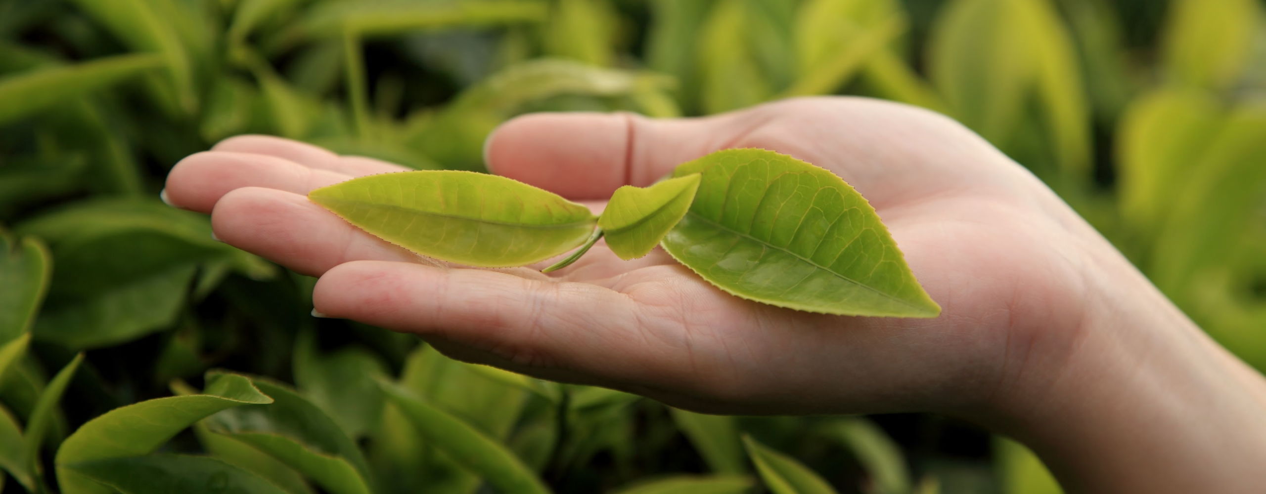 Чайная листва. Листья чая. Листья чайного дерева. Зеленый чай листья. Чайные листочки.